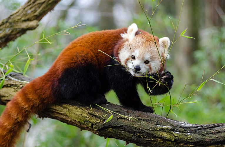 wochenende weekend kalt gr n s s marten polecat 576464