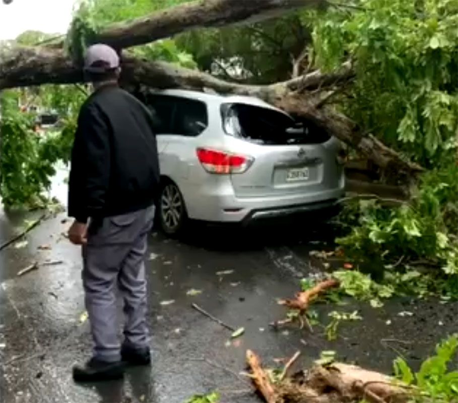 arbol sobre vehiculo por fred 1