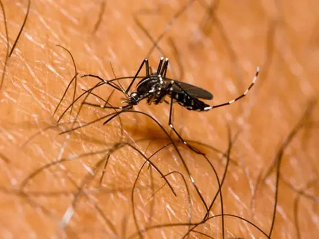 dengue mosquito