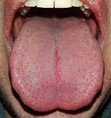 230px زبان tongue