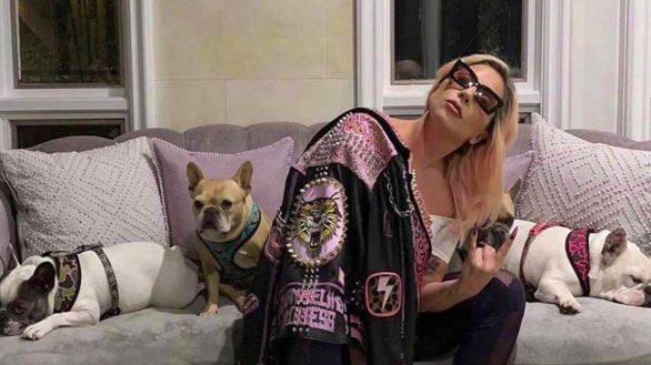 Lady Gaga se niega a pagar la recompensa por recuperar a sus perros
