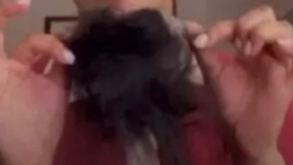 Pelo