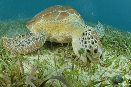tortuga