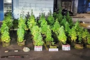 Marihuana