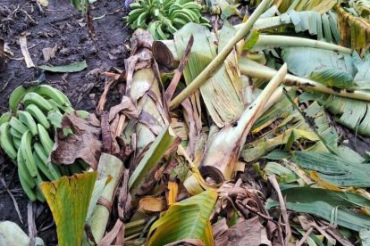 Agricultura