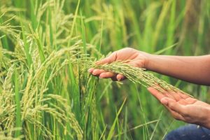 Cultivo de arroz en Dominicana