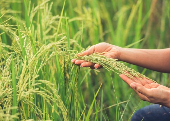 Cultivo de arroz en Dominicana