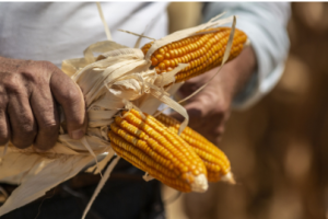 Screenshot 2024 06 18T150129.070