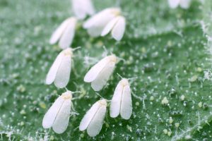 2024 07 416952296.png