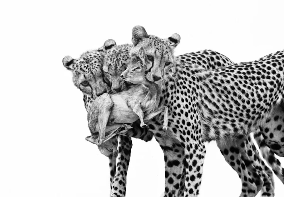 2025 08 816775831.png