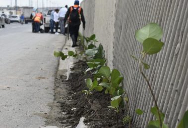 Digecac y RD Vial realizan amplia jornada siembra en la Autopista Las Americas 1024x683