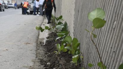 Digecac y RD Vial realizan amplia jornada siembra en la Autopista Las Americas 1024x683