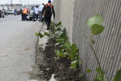 Digecac y RD Vial realizan amplia jornada siembra en la Autopista Las Americas 1024x683