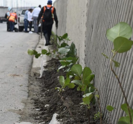 Digecac y RD Vial realizan amplia jornada siembra en la Autopista Las Americas 1024x683