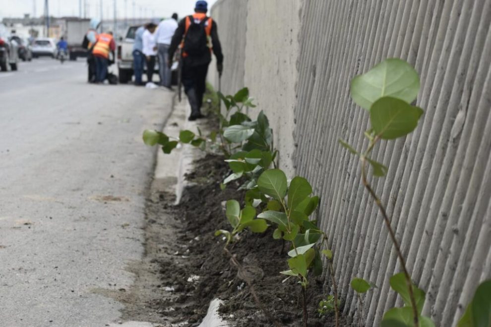 Digecac y RD Vial realizan amplia jornada siembra en la Autopista Las Americas 1024x683