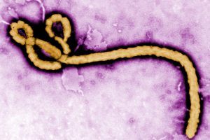 Ebola virus purple (1)